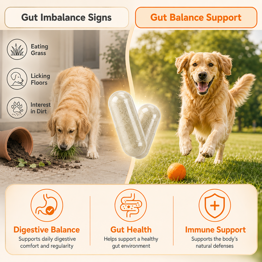 Puainta Pet Digestive Health Support formula for healthy digestion and gut balance