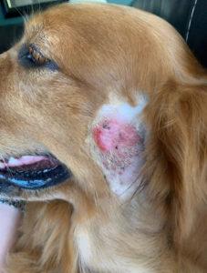 Are Hot Spots on Dogs Contagious