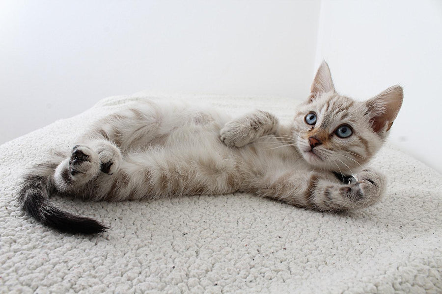 Allergy or Infection? How to Decode Your Cat’s Skin Symptoms
