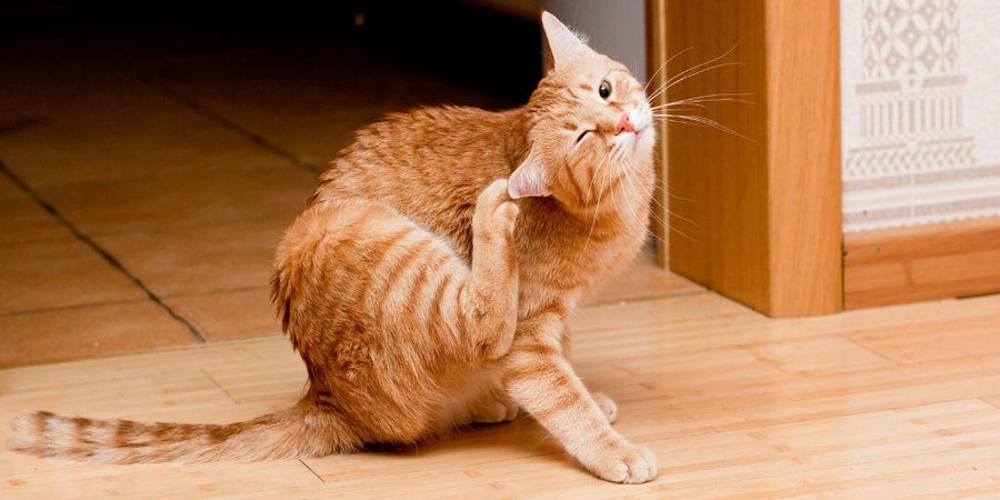 Anti-Inflammatory Supplements for Cats: Treating And Preventing Hot Spots   