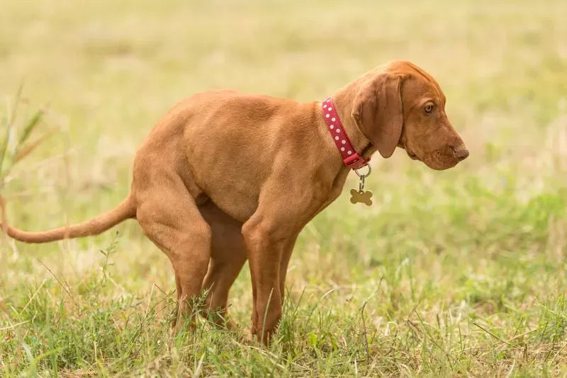 How To Treat Dog Constipation At Home