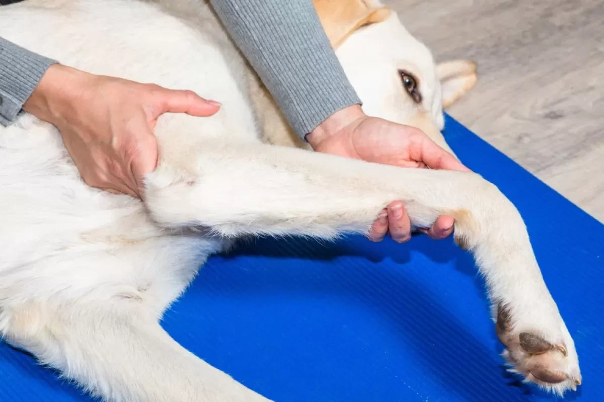 Canine Ankle Injuries