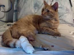 Saddle Thrombus in Cats: Causes, Symptoms, Treatment, and Prevention