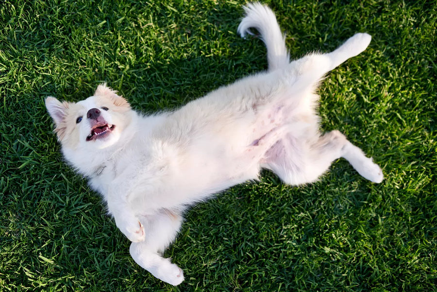 Dog Hot Spots in Different Seasons: Summer vs. Winter 