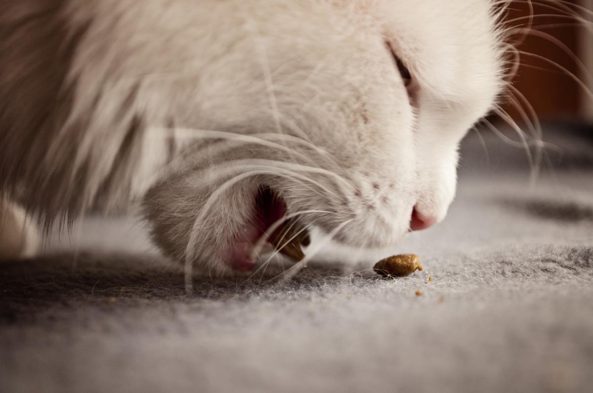 How to Clean Up Cat Vomit