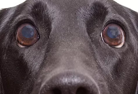 Understanding Glaucoma in Dogs