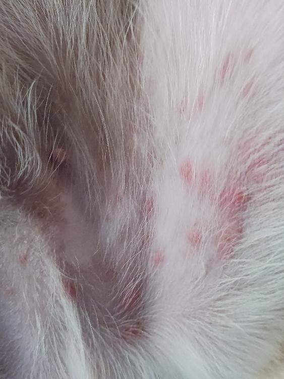 Red Dots On Cat's Skin​