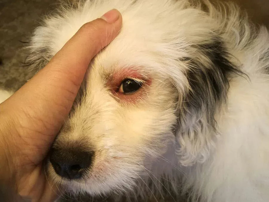 Dog Red Eyes Home Remedy