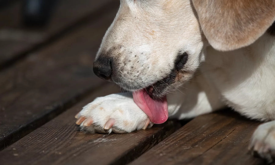 Dog Chewing Skin Raw? It Could Be a Hot Spot