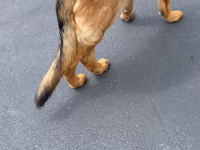 Dog Back Legs Walking Funny: How to Help Your Dog Regain Mobility