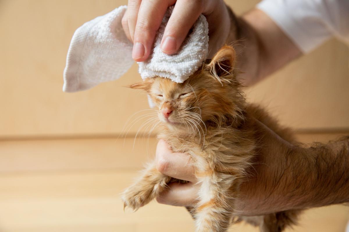 Can I Use Dawn to Wash My Cat​