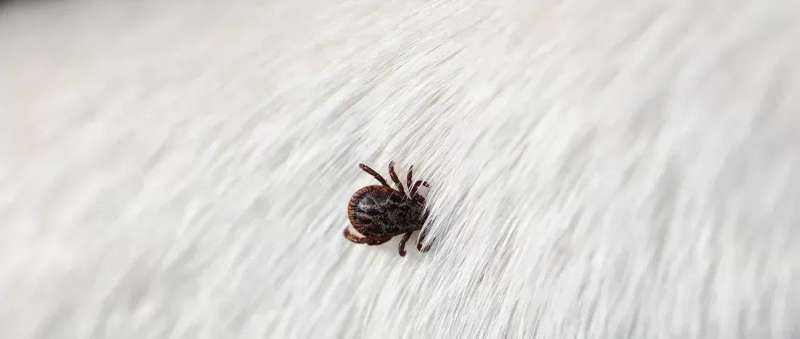 Ticks on Cats: Understanding, Prevention, and Treatment