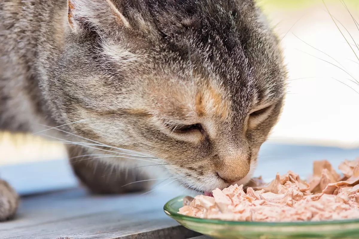 Do Cats Need Wet Food