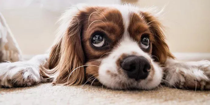 Dog Whale Eye: Behavioral Clue or Health Concern