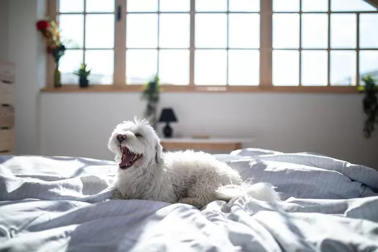 Grunting in Dogs