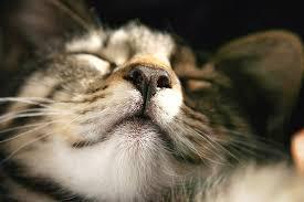 Why Is My Cats Nose Running