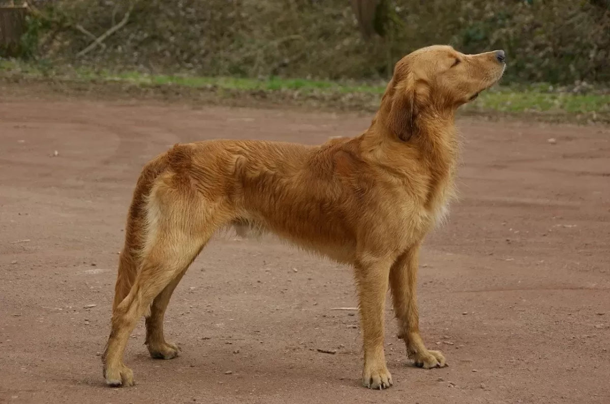 A Comprehensive Guide on How to Safely Put Weight on Your Dog