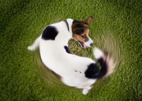 Why Is My Dog Acting Weird