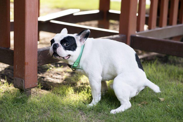 Mucus in Dog Stool: What to Do