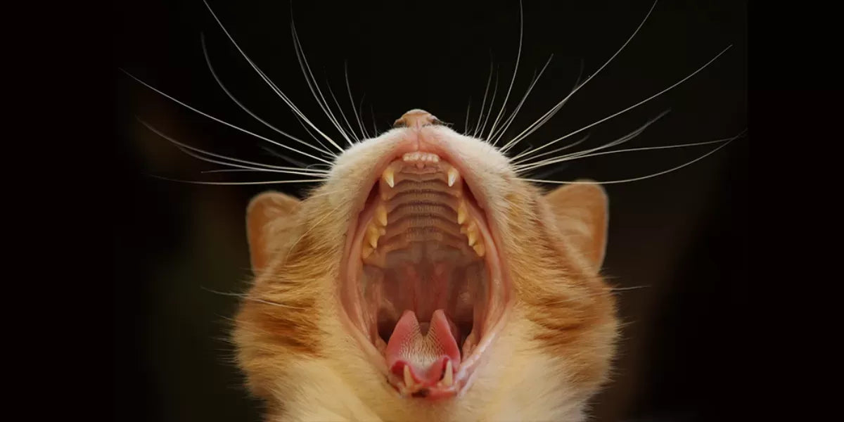 How Many Teeth Does a Cat Have: Exploring Feline Dental Anatomy