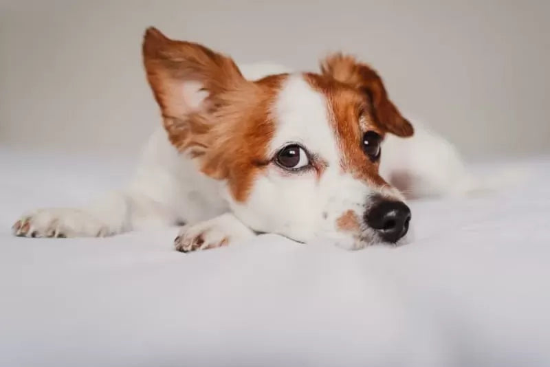 Unveiling the Issue of Stinky Dog Ears