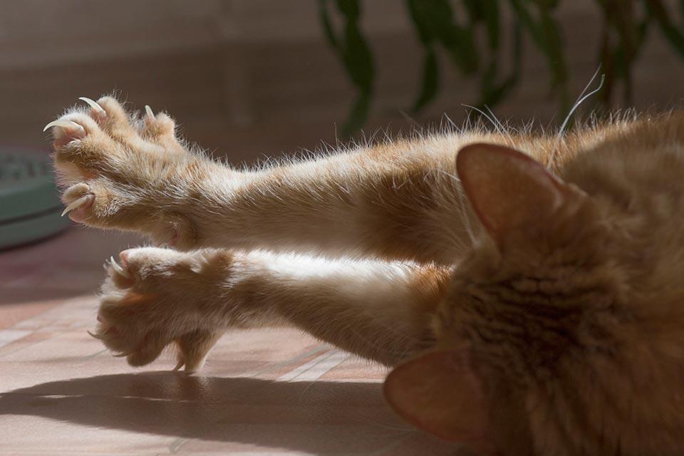 Do Cats Shed Their Claws