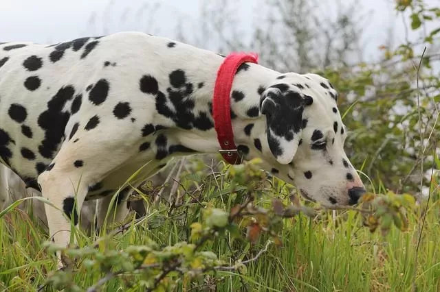 Can Dogs Get Poison Ivy