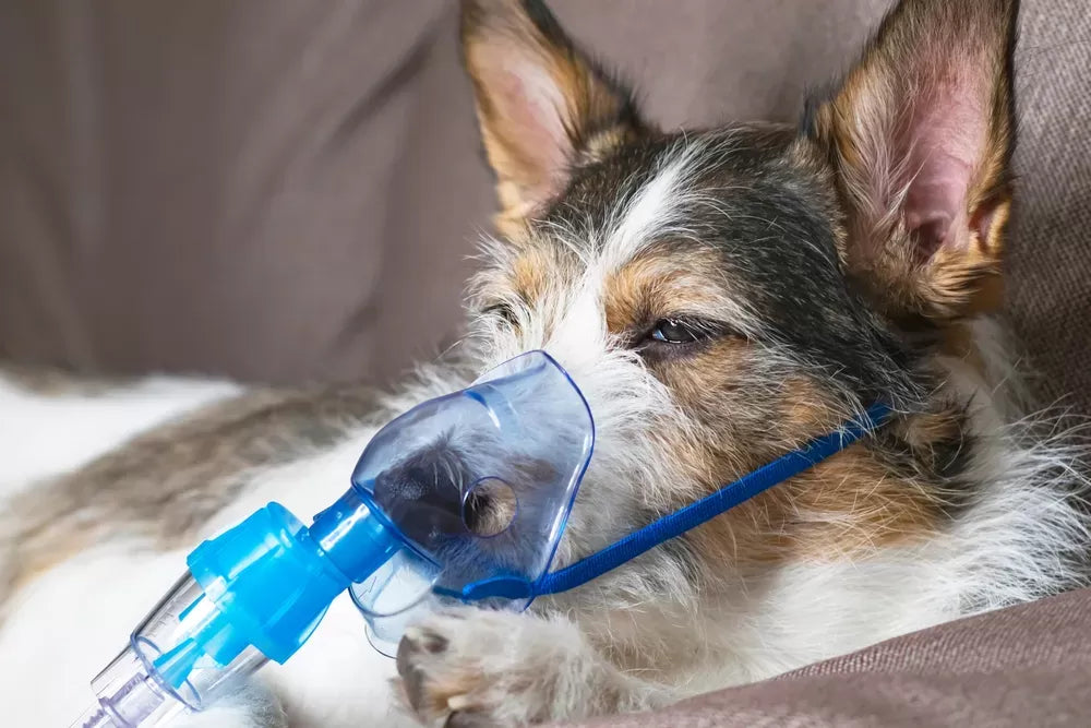 Can Dogs Have Asthma