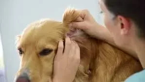 Otitis Externa in Dogs