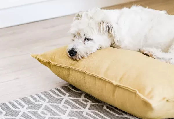Do Dogs Like Pillows