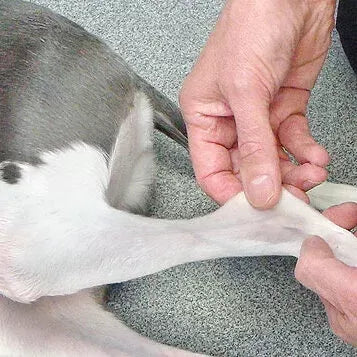 Rheumatoid Arthritis in Dogs