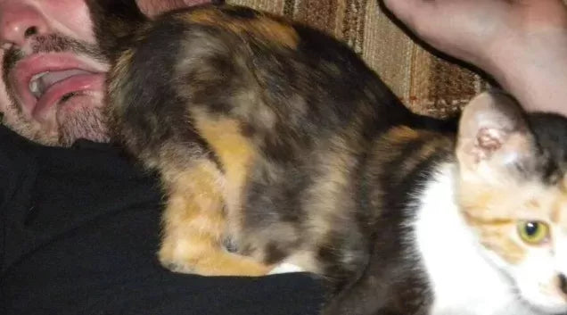 Why Do Cats Put Their Butt In Your Face
