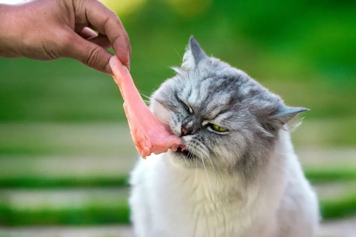 Can Cats Have Raw Chicken: The Pros, Cons, and Safety Tips