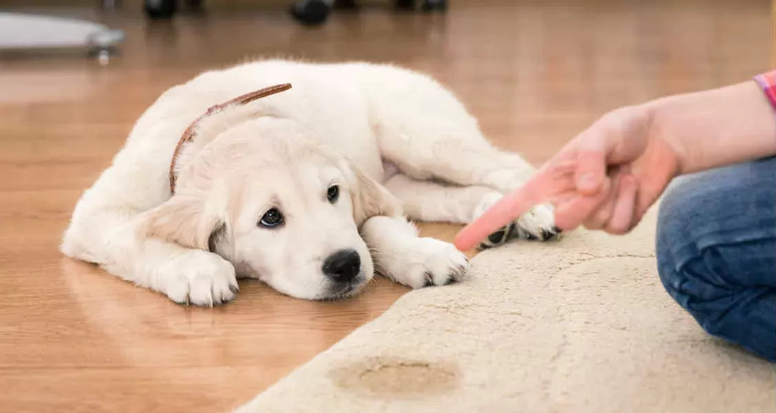 Understanding and Managing Dog Incontinence