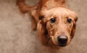 Can Dogs Get Gout