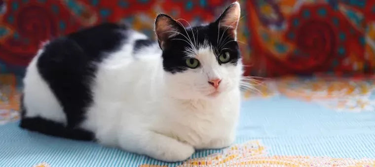How Much Should A Cat Weigh