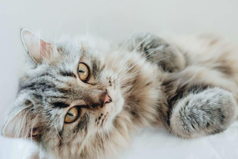 How to Care for A Cat with A Slipped Disk