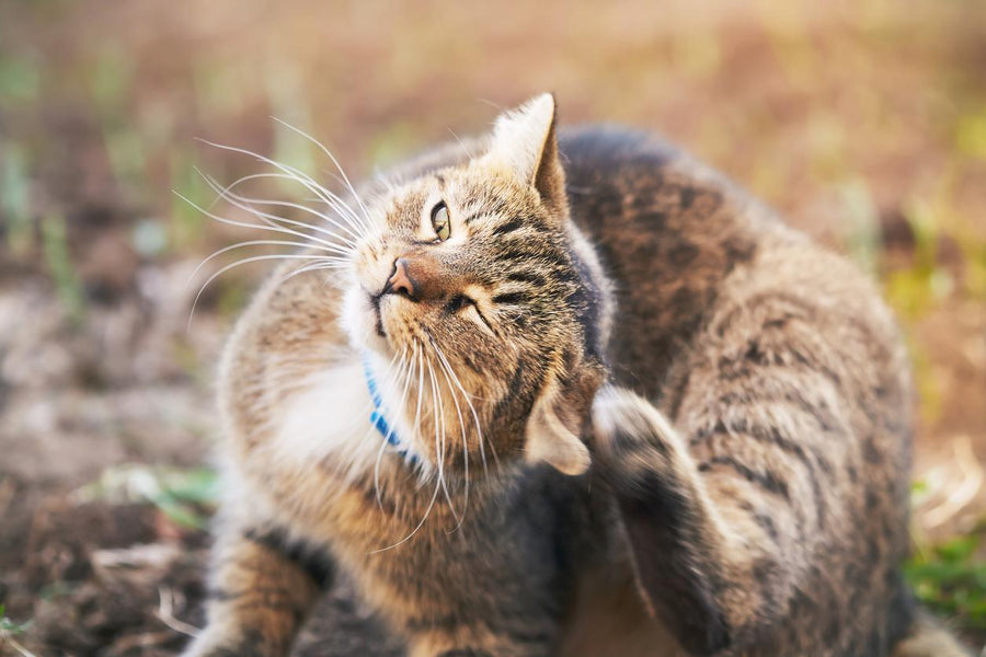 Seasonal Allergies in Cats: 2025 Best Management Tips
