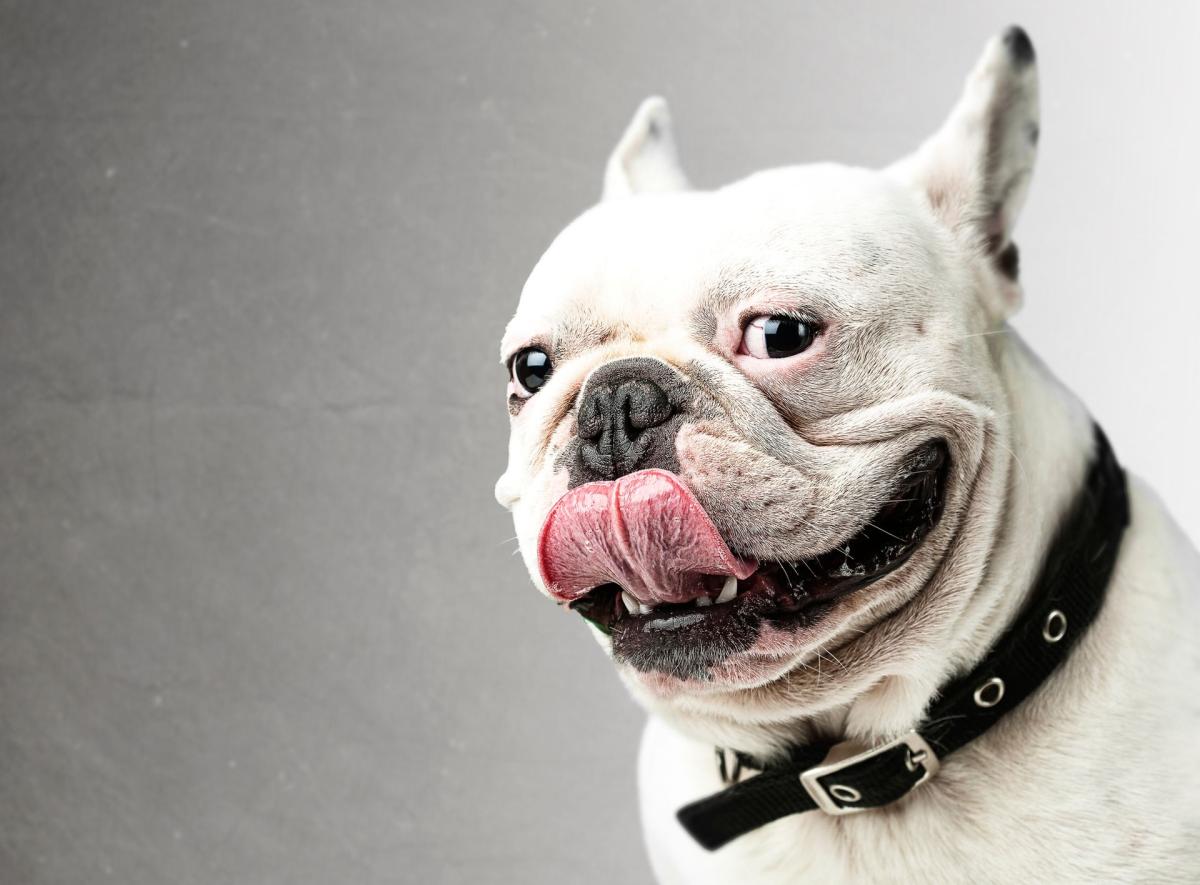Ptyalism in Dogs
