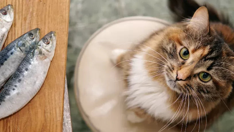 Can Cats Eat Sardines