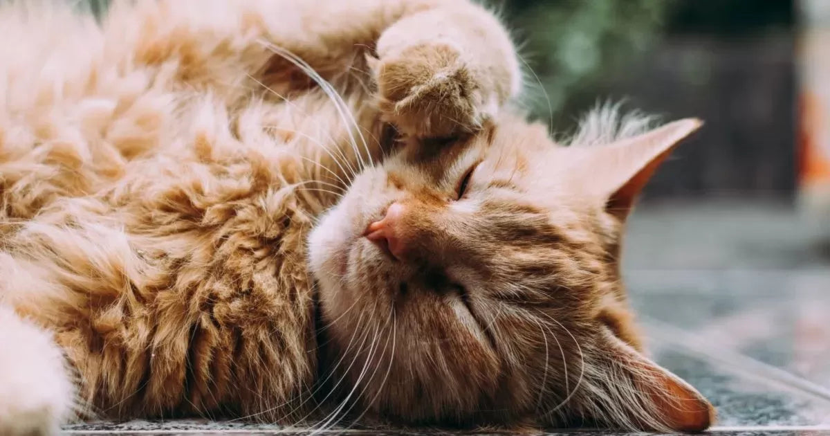 A Comprehensive Guide to Itching in Cats