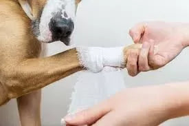 How to Clean Dog Wound