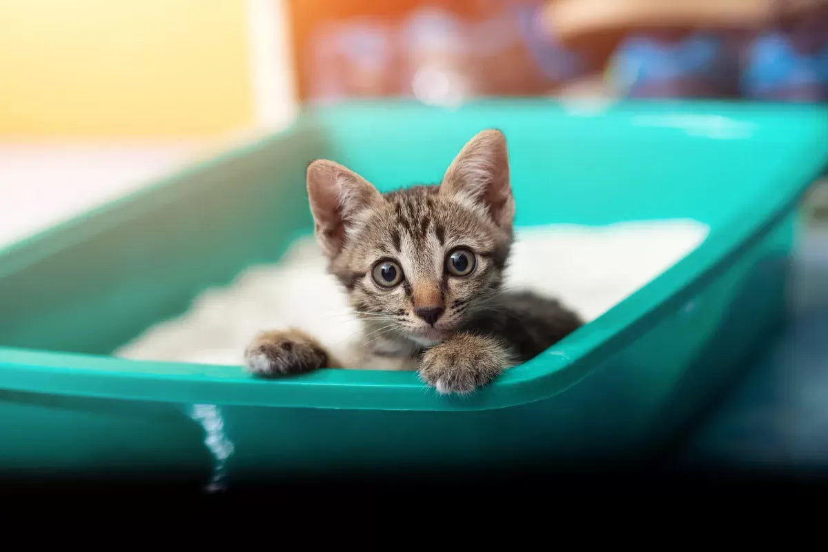 Cat Laying In Litter Box: Causes And Solutions