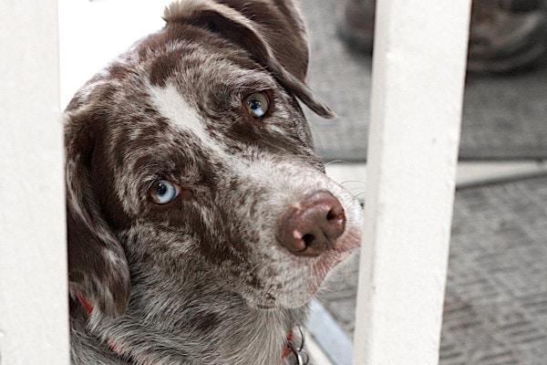 Cholangiohepatitis in Dogs