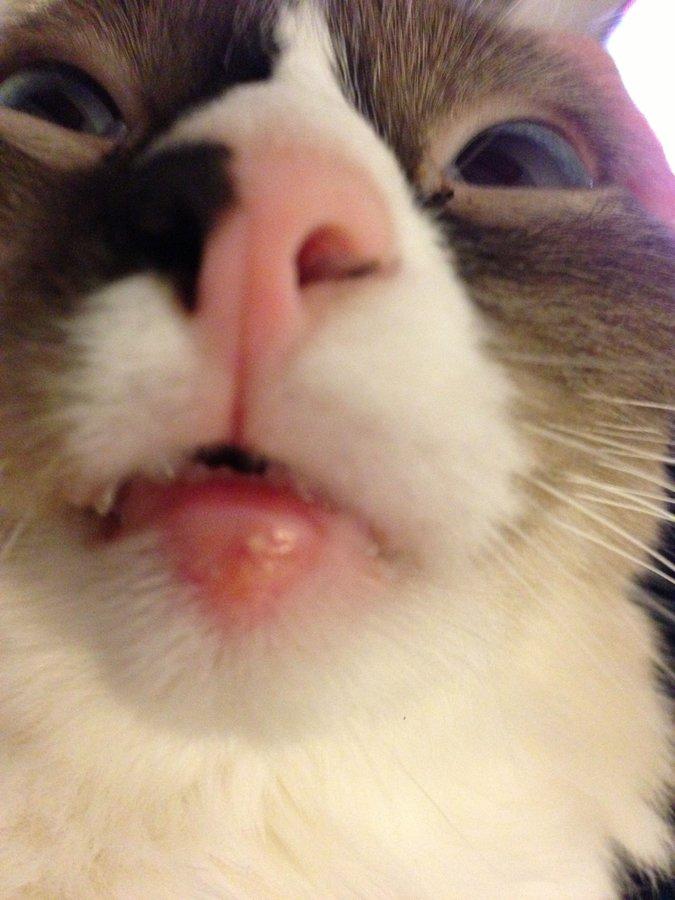 Swelling on Cat’s Lower Lip: Causes, Treatment