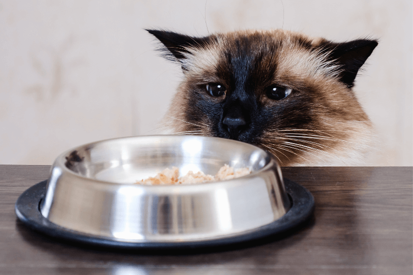 Is Guar Gum An Allergen for Cats