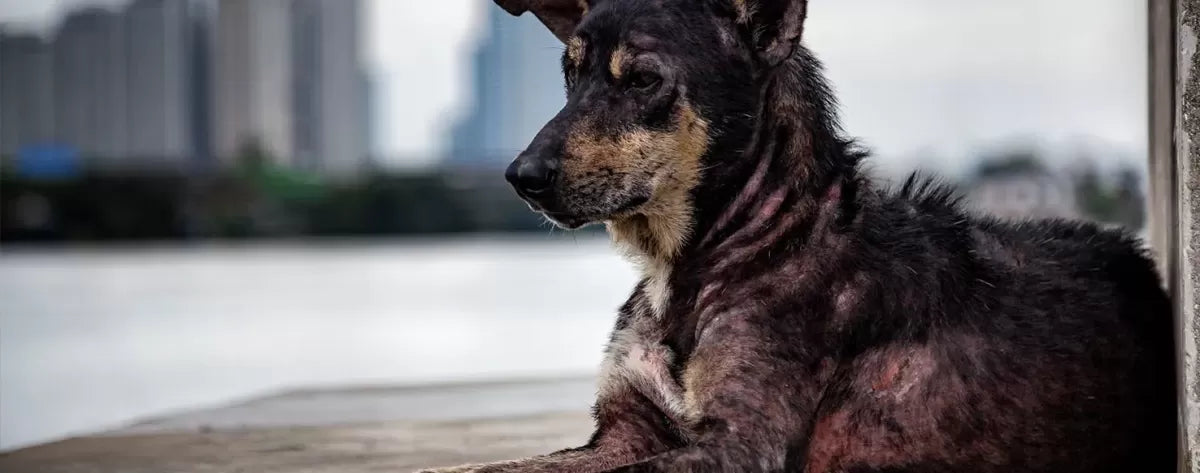 Can Dogs Get Acne
