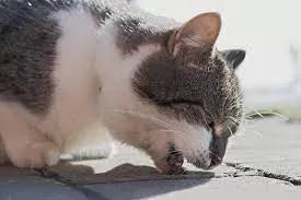 Cat Vomiting: Causes, Concerns, and Care
