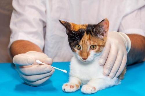 Quarantine A Cat with Ringworm