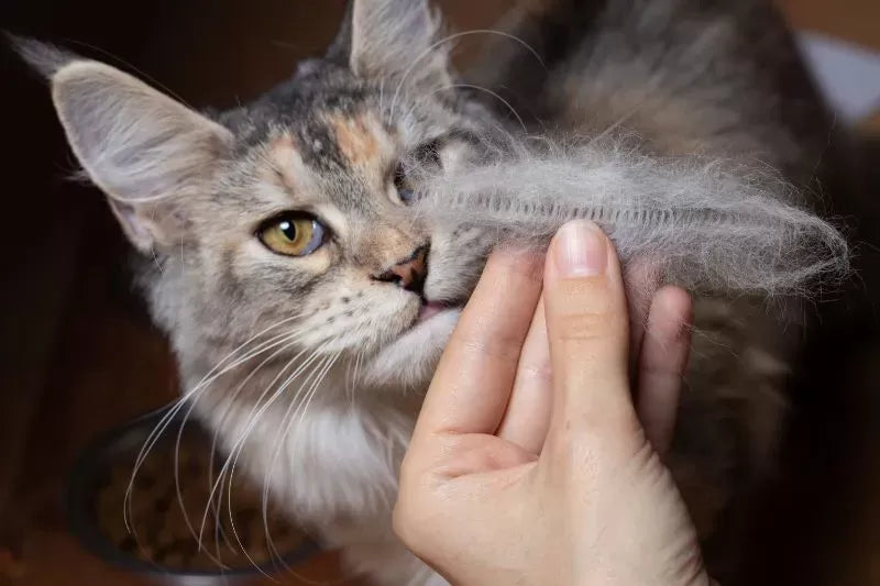 Why Is My Cat Shedding So Much